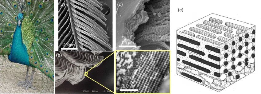 SEM and TEM images of peacock feather barbules and a schematic of a two dimensional photonic crystal inside a barbule