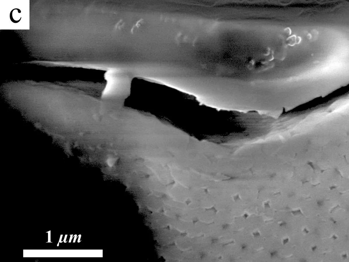 FE-SEM image of fractured natural precious opal showing distorted silica spheres along a crack